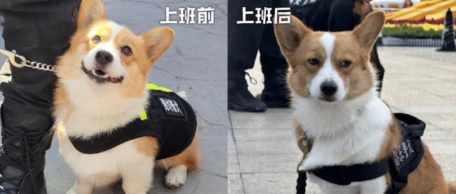 警犬班味過重慘遭沒收年終獎 福仔因表現(xiàn)獲大紅花