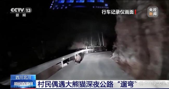 四川一村民深夜駕車遇大熊貓“遛彎” 人與自然和諧共處的美好畫面