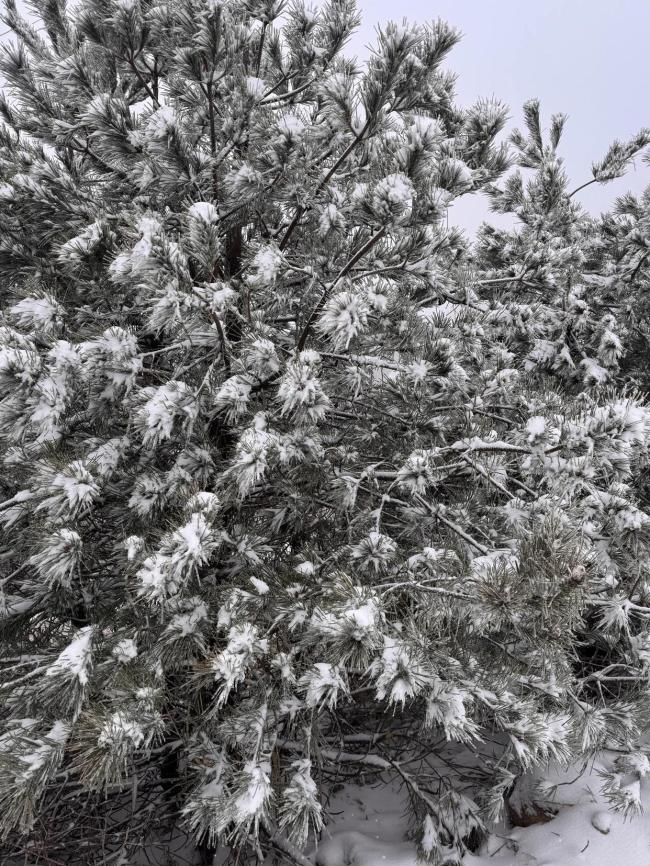 浙江多地高山區(qū)出現(xiàn)積雪 新一股冷空氣已安排 雨雪來去匆匆寒意濃