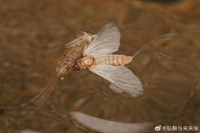 长江首次发现无爪蜉 千年缘分命名苏轼