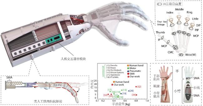 中國(guó)科大成功研發(fā)19自由度仿生靈巧手