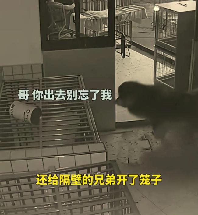 阿拉斯加犬“越獄”不忘兄弟伙 狗富貴莫相忘