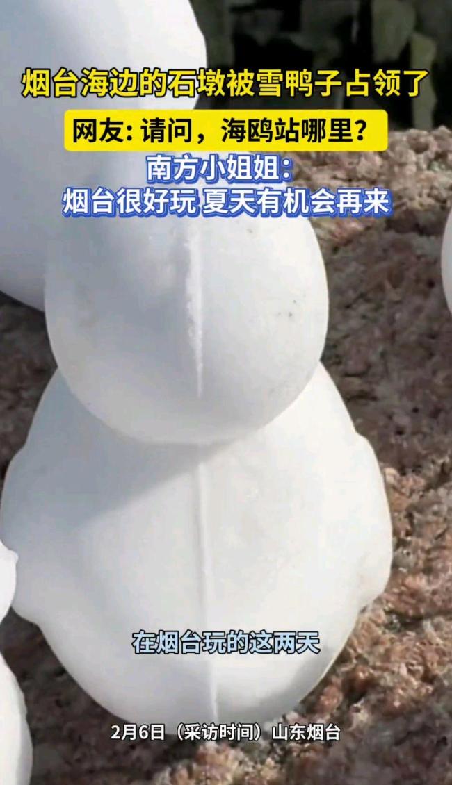 烟台海边石墩被雪鸭子占领了