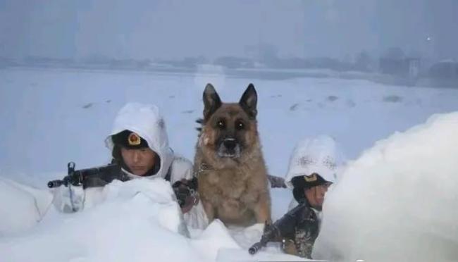 军犬“敖龙”的踏雪巡逻初体验 忠诚与勇敢的考验