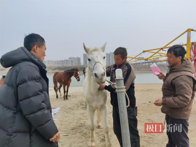 跳江救人“白龍馬”又生病了