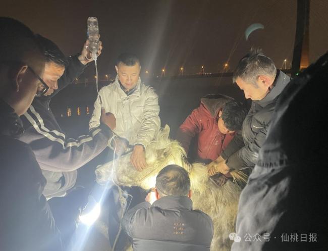 英雄白龍不幸去世 主人陪伴白龍馬最后一程