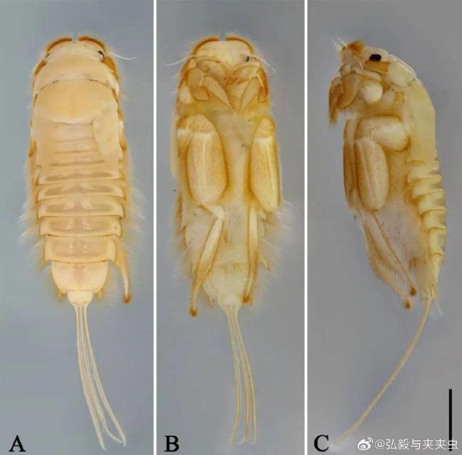 蘇軾無爪蜉命名引爭議