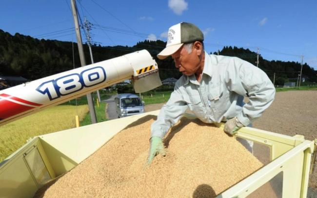 大米均價上漲80% 日本政府繃不住了 投放21萬噸庫存米