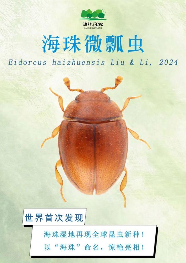 广州再现全球昆虫新物种 海珠微瓢虫亮相