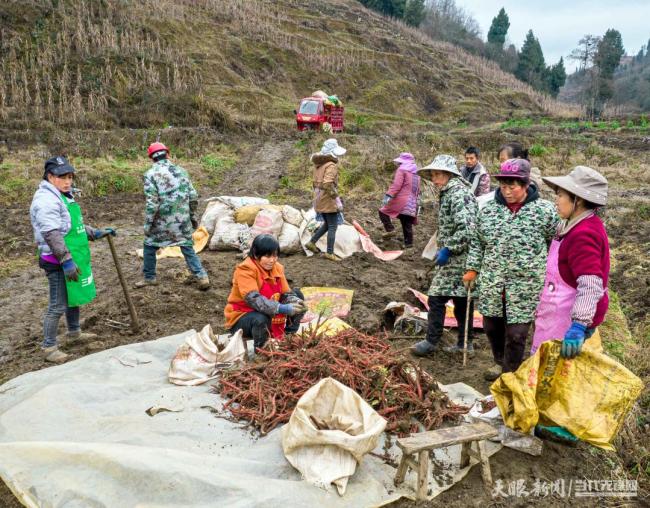 早春時節(jié)農(nóng)事忙 田間地頭搶春時