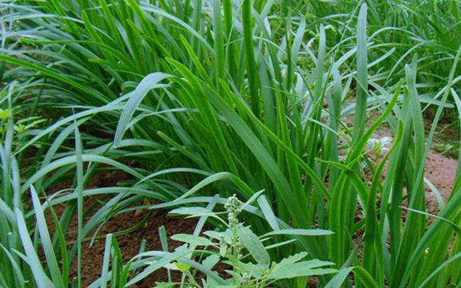 雨水過后可以種植哪些蔬菜？春季反復(fù)采收佳選