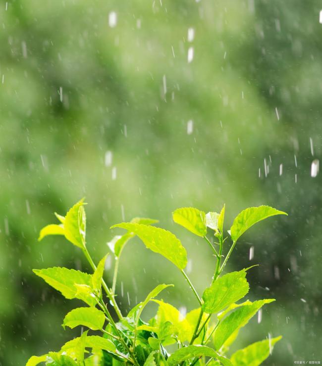 “一年雨水看雨水”今年雨水多不多,？春雨貴如油