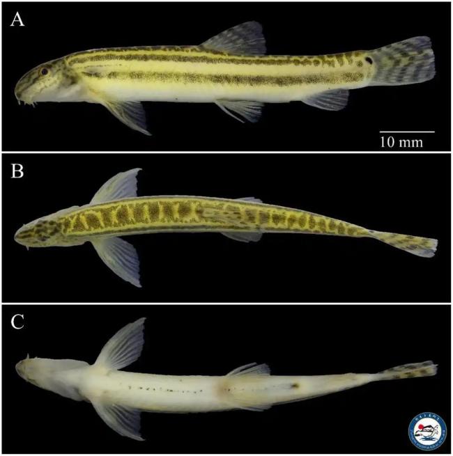 北京發(fā)現(xiàn)魚(yú)類新物種以Beijing命名 小魚(yú)成為生態(tài)符號(hào)