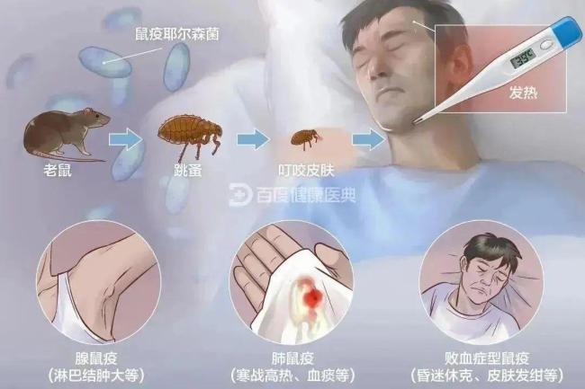 千萬不要學(xué)哪吒戳鼠鼠鼻子 土撥鼠也能傳播鼠疫