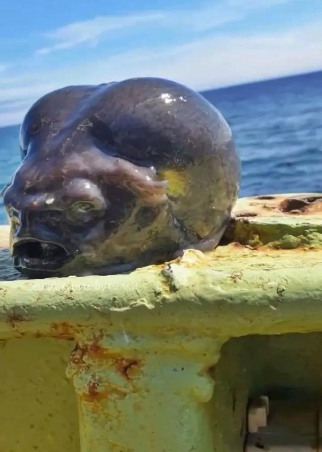 外國漁民捕獲酷似外星人頭的深海魚 外形奇異引熱議