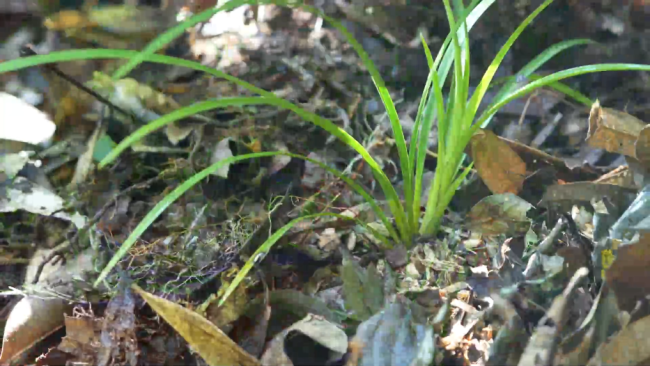 百余株兰科植物重返保护区