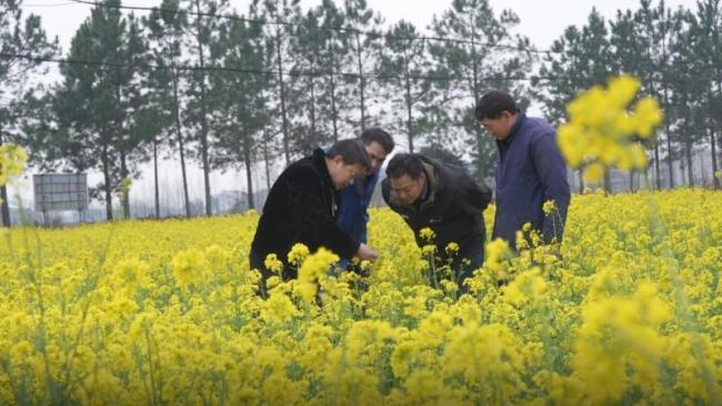 江西900萬畝油菜進入盛花期