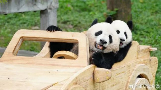 重慶動物園回應莽燦燦傷情