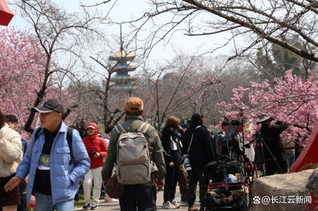 武漢東湖櫻花園開園 櫻花盛景迎客來