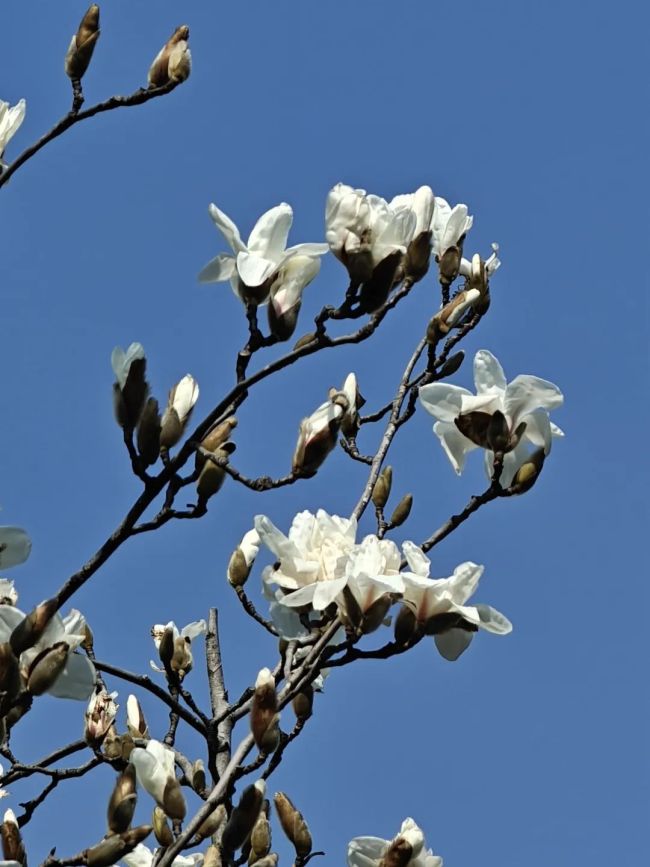 玉蘭花綻放承包春日浪漫 上海植物園迎來(lái)首波花開