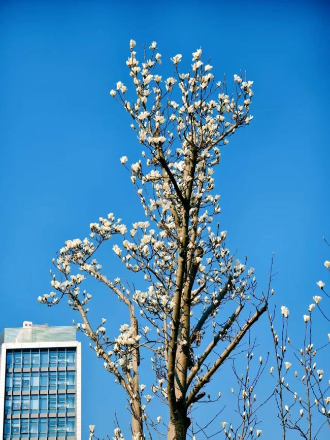 玉蘭花綻放承包春日浪漫 上海植物園迎來首波花開