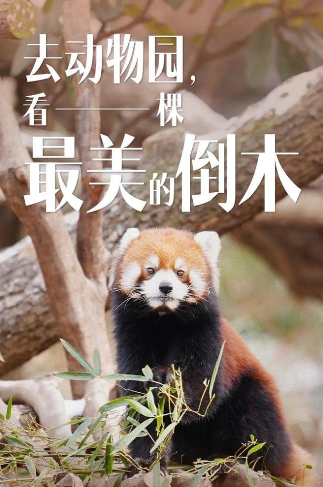 全網(wǎng)最紅的動物園,，一棵倒下的樹火了 陸地上的“鯨落”再現(xiàn)生機