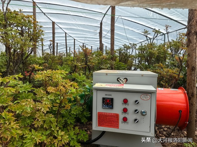 洛陽牡丹用上了電暖器和熱風機 預計10天左右將陸續(xù)開放