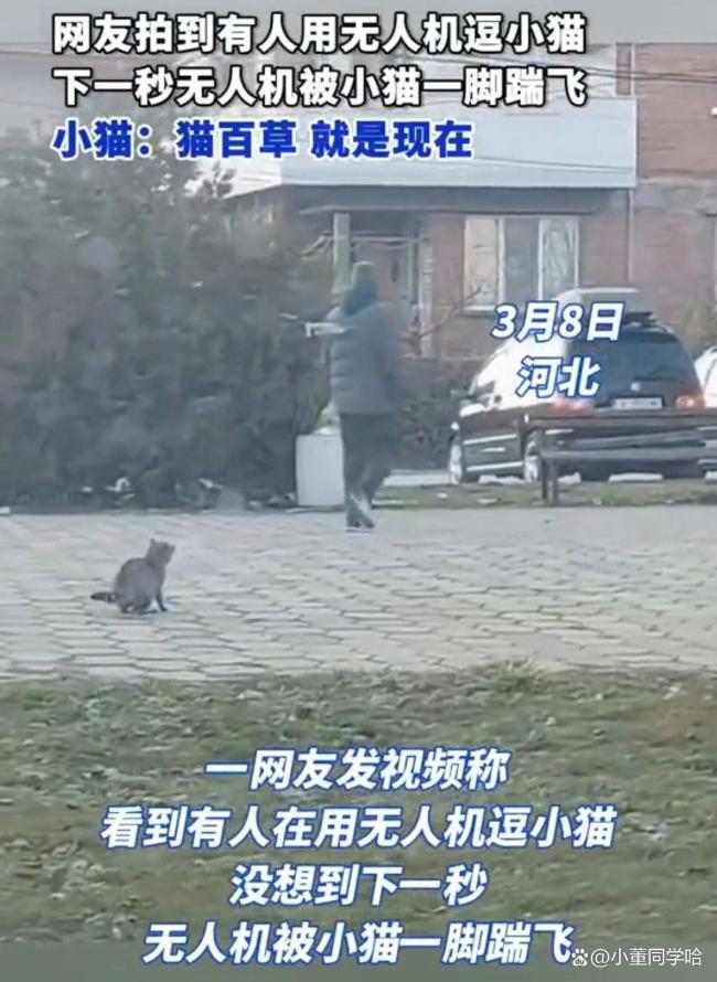 无人机飞手拍到猫被围攻果断施救 猫咪矫健身姿获赞