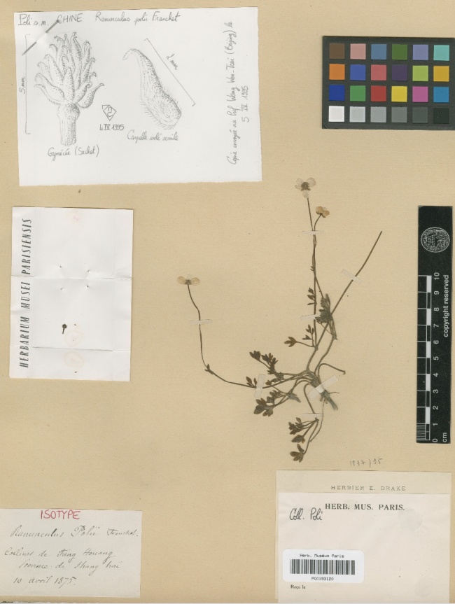 上海發(fā)現(xiàn)150年前植物品種，意外發(fā)現(xiàn)了消失已久的