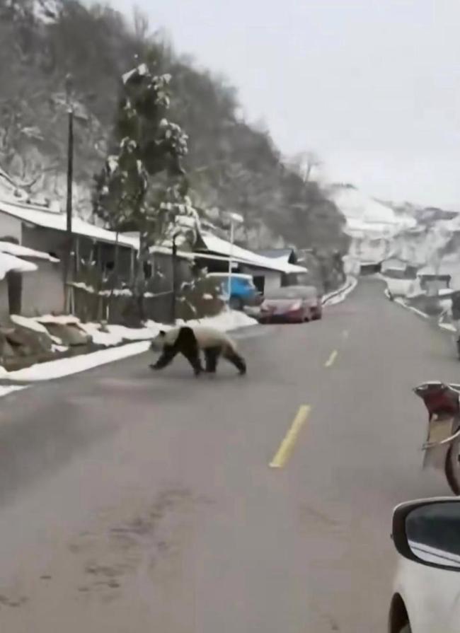 凉山一野生大熊猫下山串门