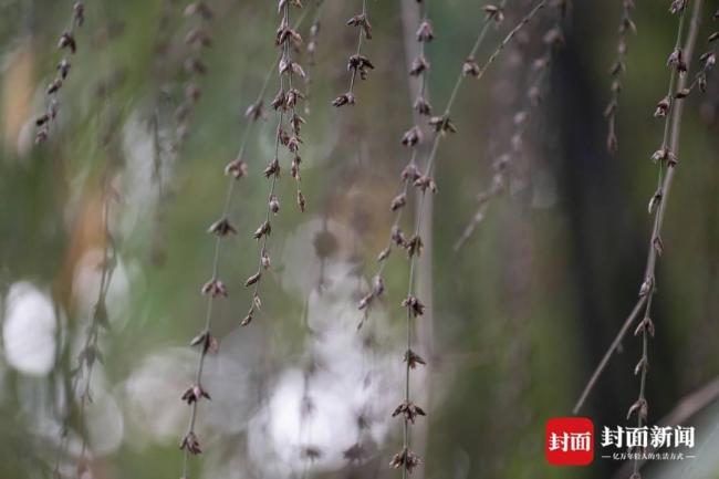 成都竹子開花 錯過再等60年 罕見奇觀引市民圍觀