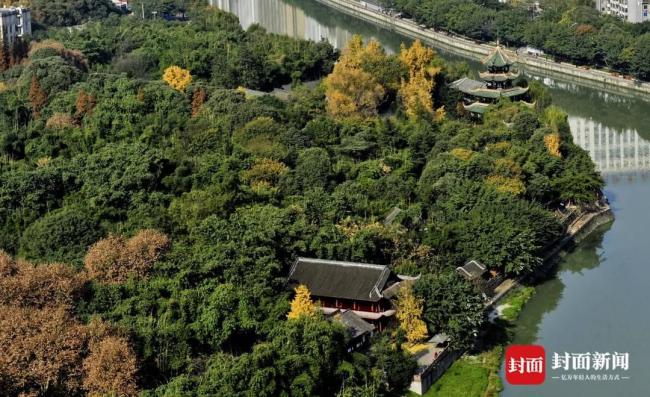 成都竹子開花 錯過再等60年 罕見奇觀引市民圍觀