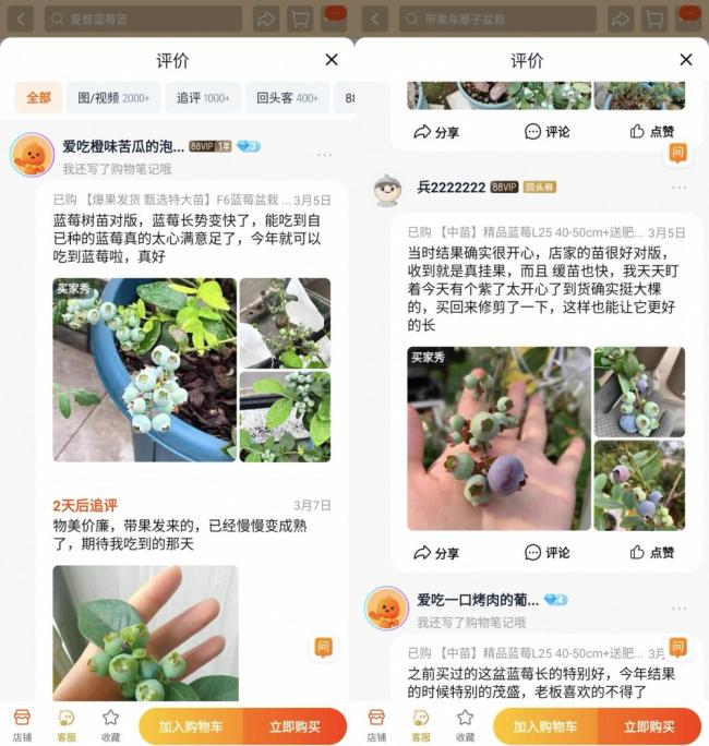 一个月成交超百万盆！年轻人悄悄迷上蓝莓盆栽 实现“蓝莓自由”新潮流