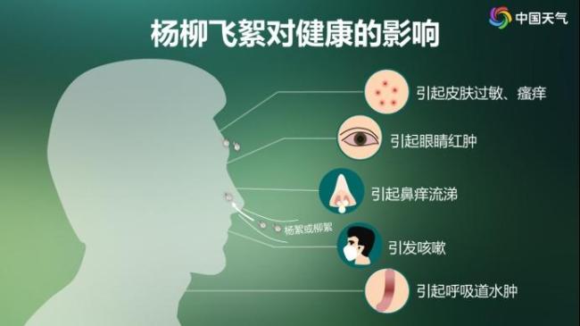 高敏预警！“过敏星人”噩梦又来了，持续一个多月 飞絮季来临