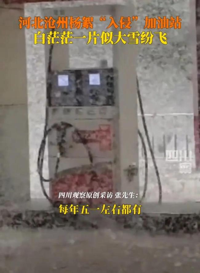 河北滄州楊絮“入侵”加油站 白色風(fēng)暴引關(guān)注
