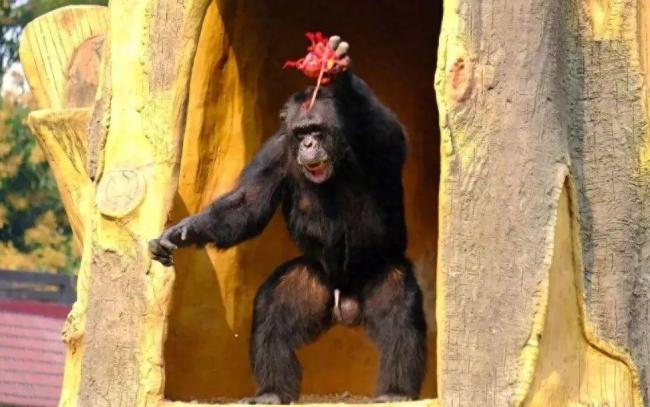 黑猩猩扔石塊傷人，南寧動(dòng)物園管理引關(guān)注 游客安全受考驗(yàn)