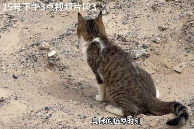 博主趙朔公布小貓悟空出事前后細(xì)節(jié) 疑點重重引發(fā)猜測