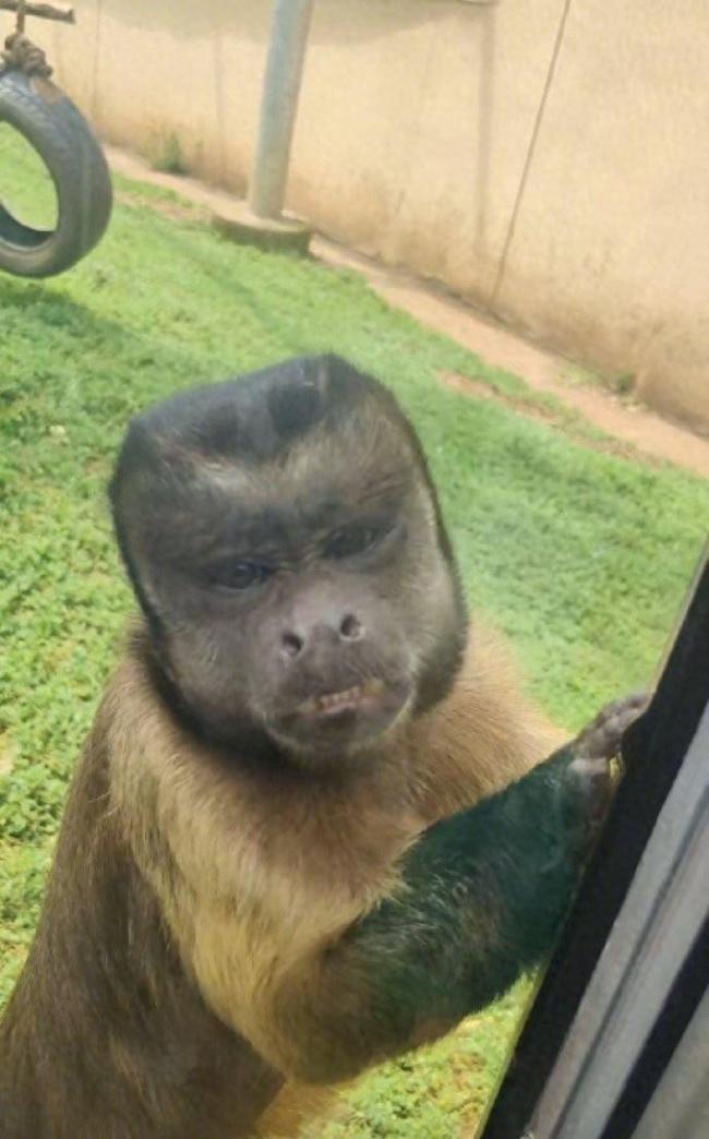 合肥動物園國字臉猴丑萌出圈