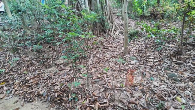 深圳蓮花山公園驚現(xiàn)眼鏡蛇 游園需謹(jǐn)慎防蛇