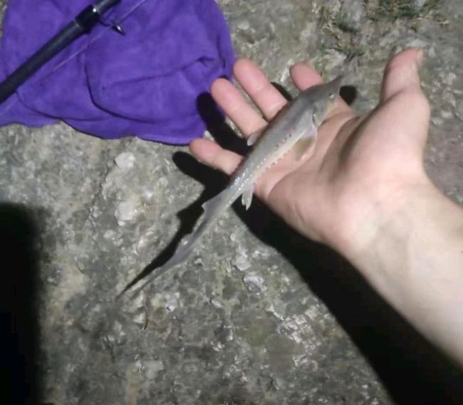 男子在海邊抓到奇怪大魚 疑似中華鱘后代