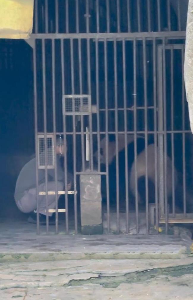 大熊貓雙雙被游客扔玻璃藥瓶 同類事件再發(fā)生