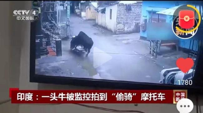 印度一頭牛被拍到偷騎摩托車 意外走紅網(wǎng)絡(luò)