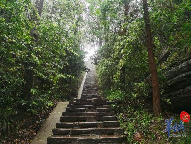 廣東多個(gè)公園景區(qū)蛇出沒 游客需警惕
