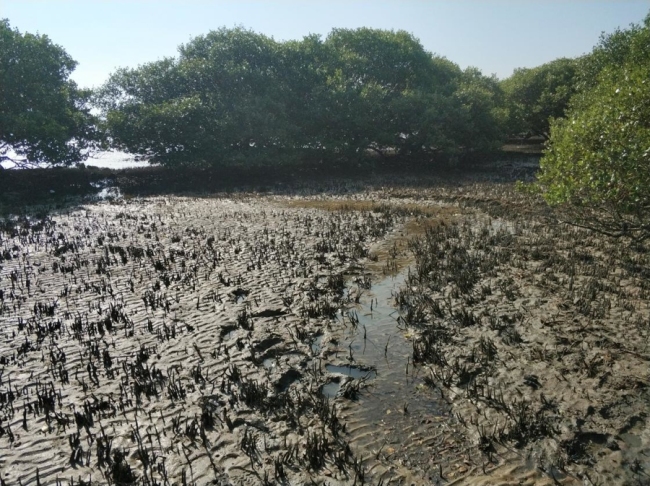 揭秘真核生物发祥之谜 定位祖宗分化节点