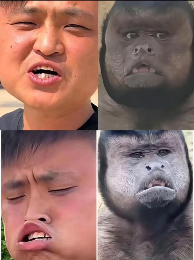 男子撞臉網(wǎng)紅丑猴跨省現(xiàn)場“認(rèn)親” 方臉兄弟引發(fā)熱議