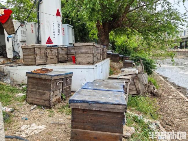 58歲養(yǎng)蜂人追花40年每年奔波2000公里 與花為伴的甜蜜旅程