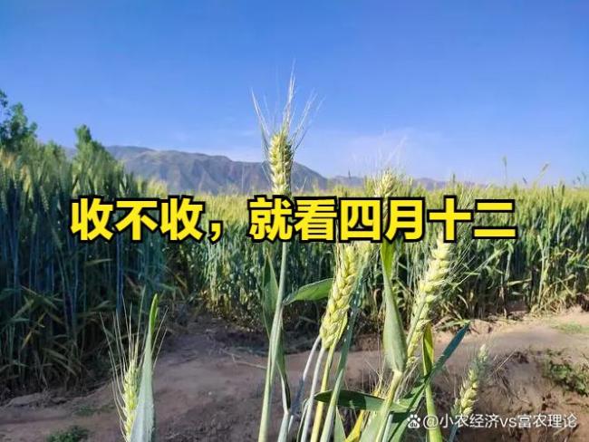 “收麥不收麥，就看四月十二”真的嗎,？ 農(nóng)諺預(yù)測莊稼收成