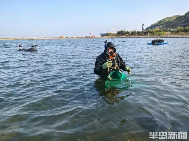 山東即墨萬畝海參開捕 價格創(chuàng)三年新低
