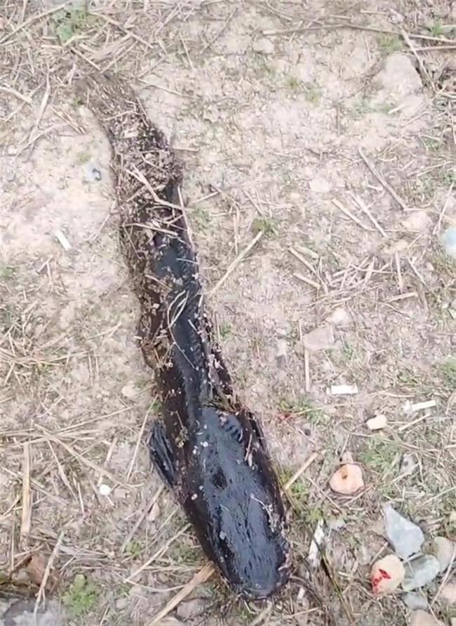 專家稱大連水庫怪魚不能自然越冬 外來入侵需警惕