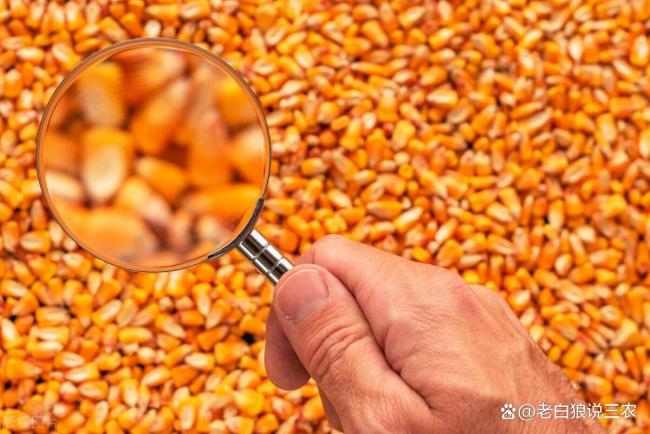 玉米“一夜反轉(zhuǎn)”！新一輪漲價開啟 市場情緒推動漲價